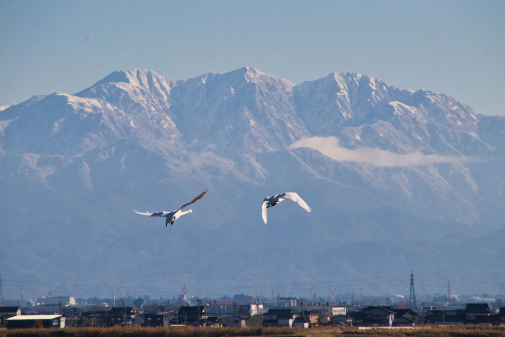 毛勝三山と白鳥