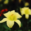 太閤山ランドの花５