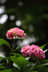 紫陽花３