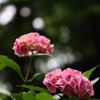 紫陽花３