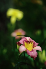 太閤山ランドの花４