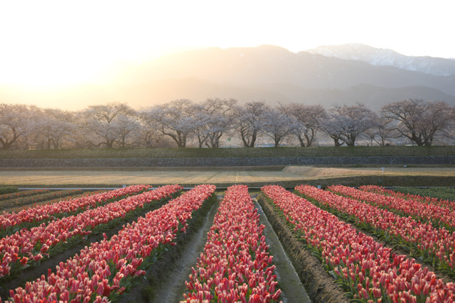 花・草木写真集