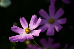 秋桜４