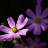 秋桜４