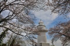 岩崎ノ鼻灯台と桜２