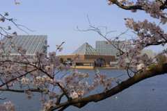 桜と富山県中央植物園