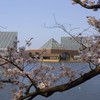 桜と富山県中央植物園