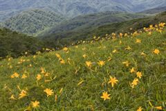 山の花園１