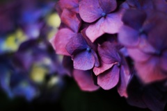 毎日あじさい。