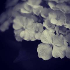 花びらのすじが好き。