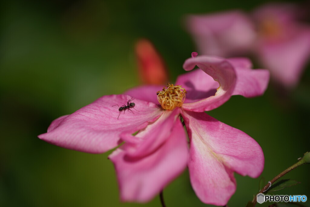 薔薇；ムタビリス