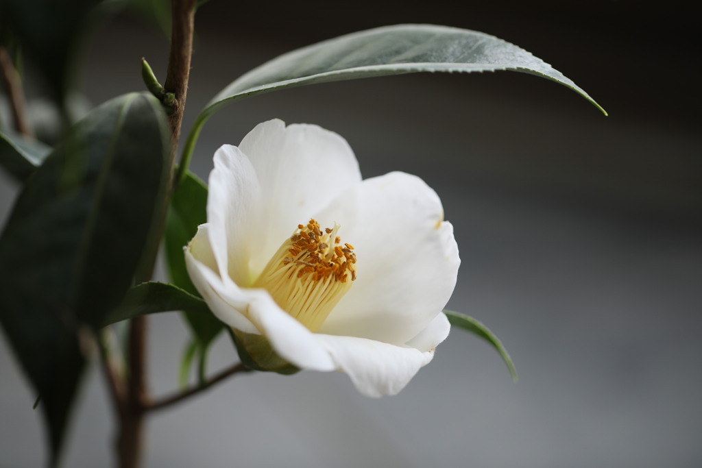 鉢植え椿；西王母