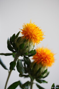 紅花