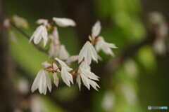 トウカエデ；花散里