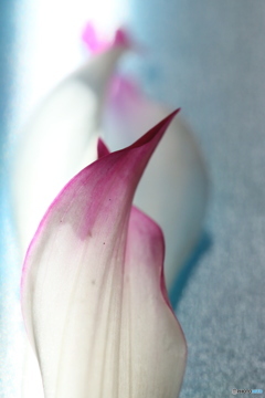 花びら