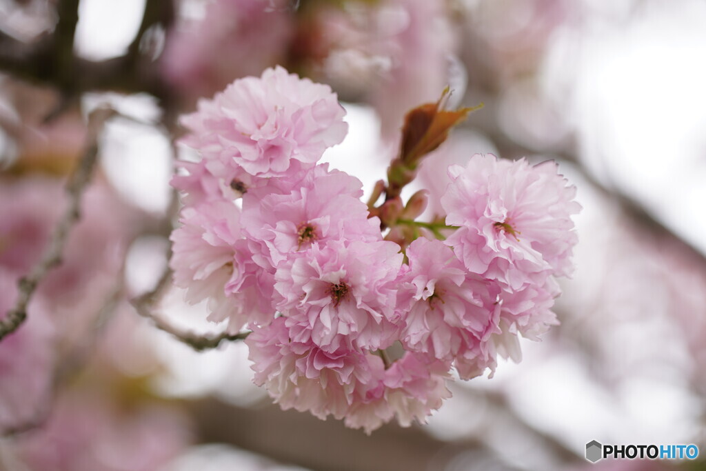 桜ハート