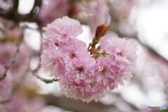 桜ハート