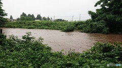 大雨増水の裏の川