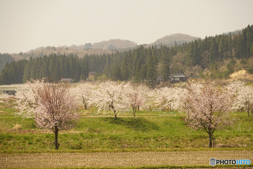 桜咲く本荘へ