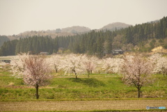 桜咲く本荘へ