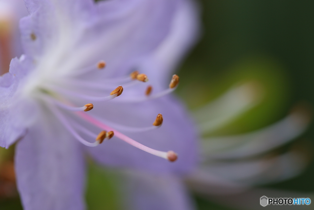 花芯