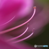 つつじ花芯
