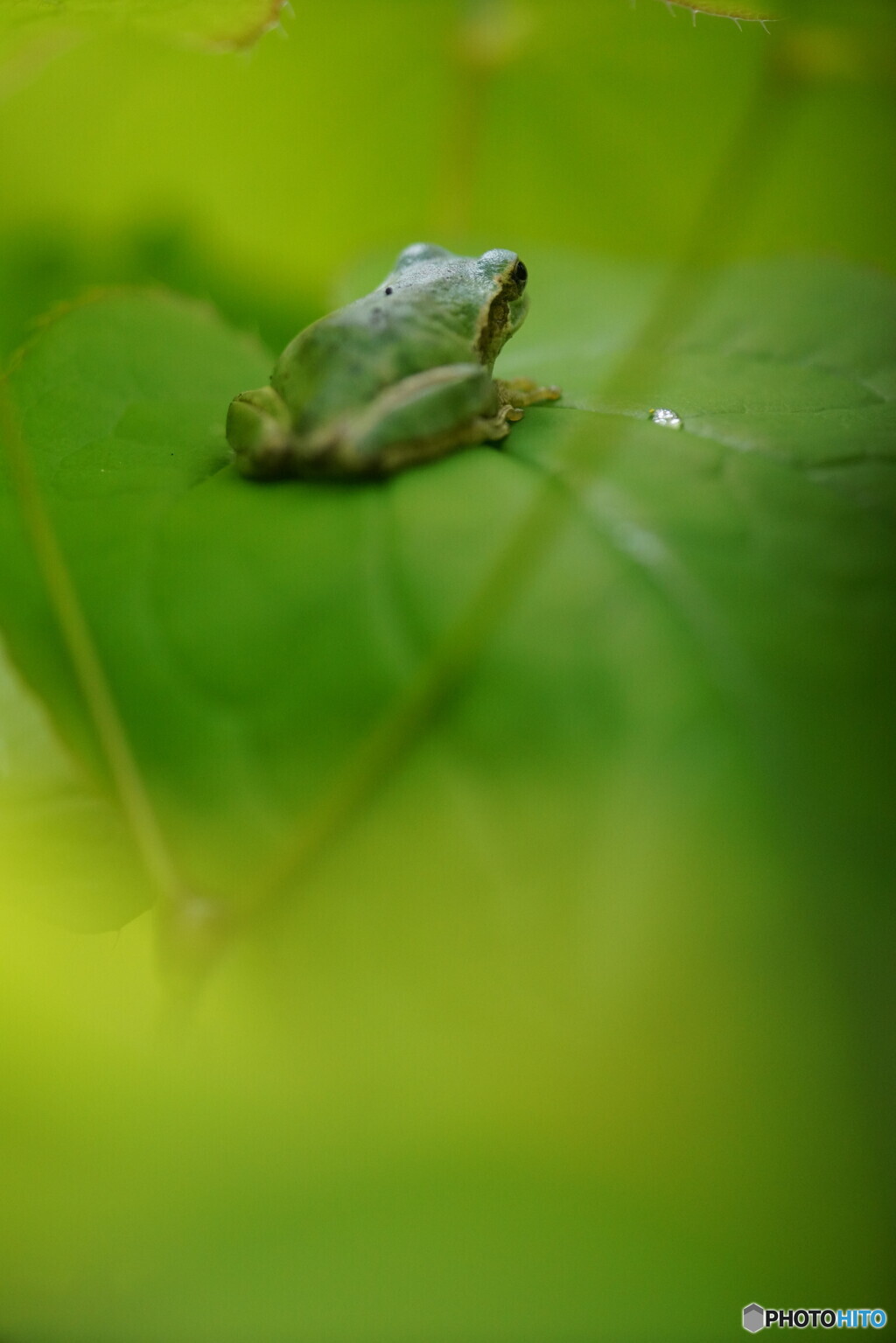 アマガエル