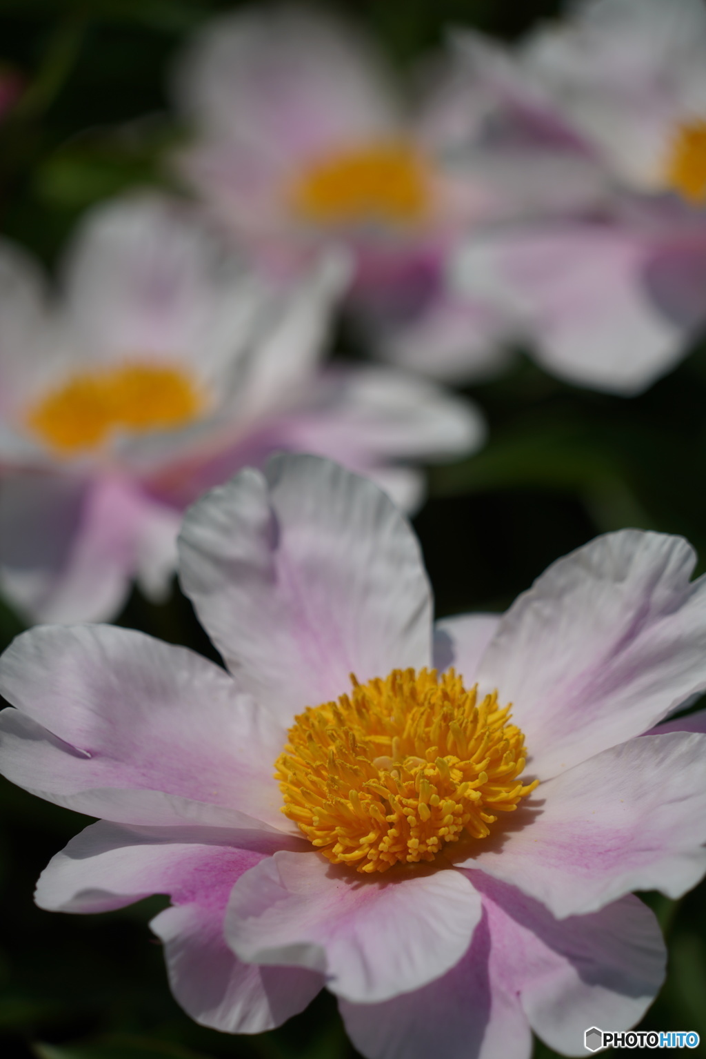 芍薬園