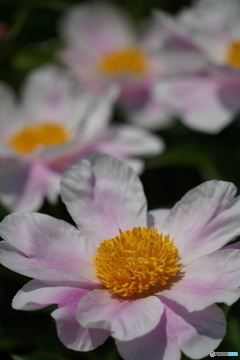 芍薬園