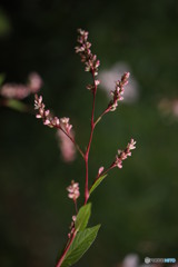 藍の花