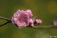 桃の花