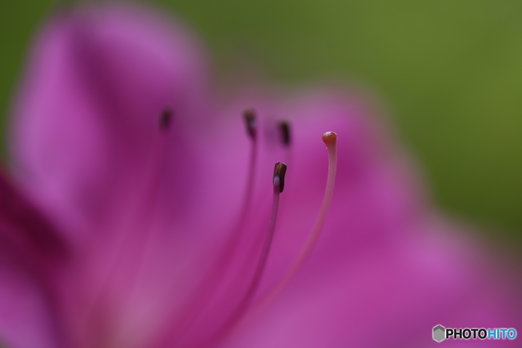花芯