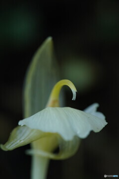 ミョウガの花