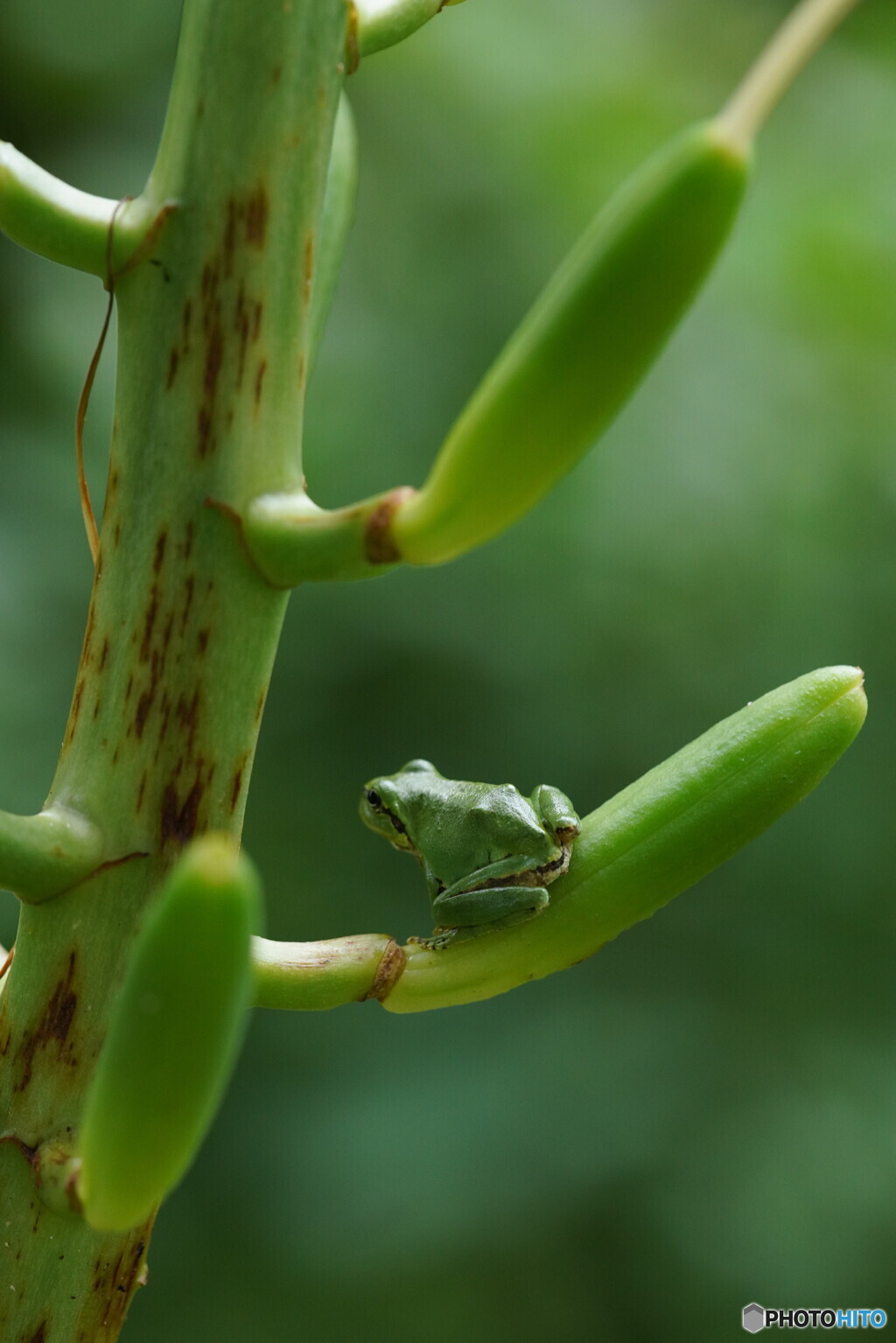 ウバユリにカエル