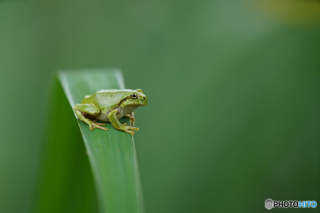 アマガエル