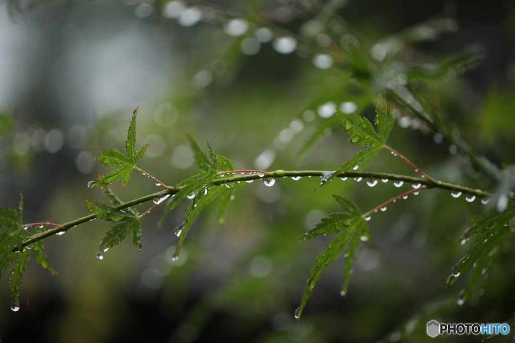 雨あがり