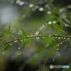 雨あがり
