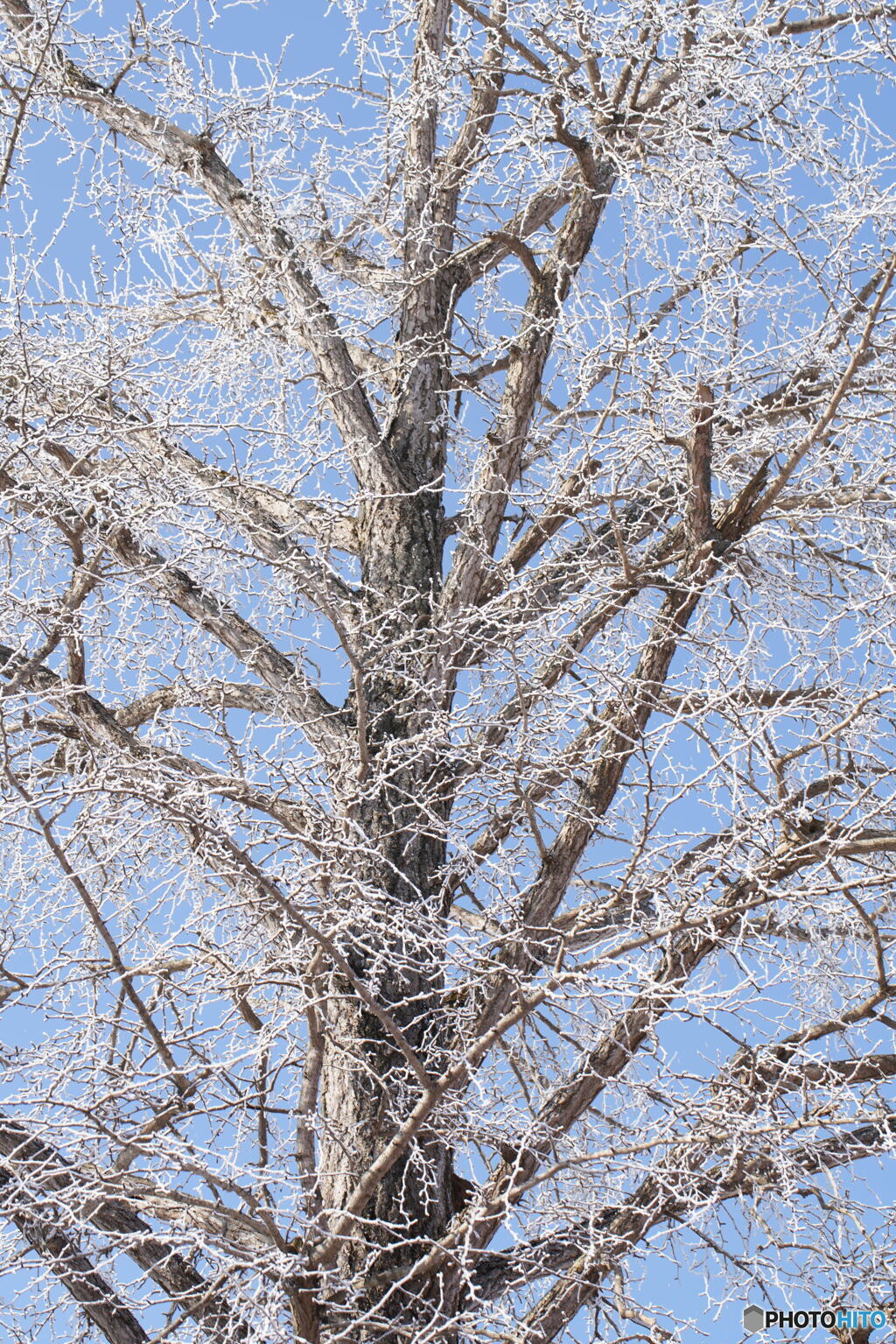 霧氷のイチョウの木