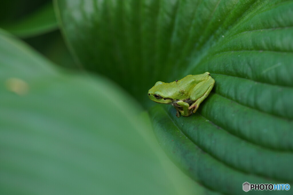 アマガエル