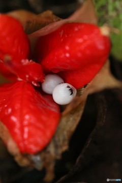 ミョウガの赤い花