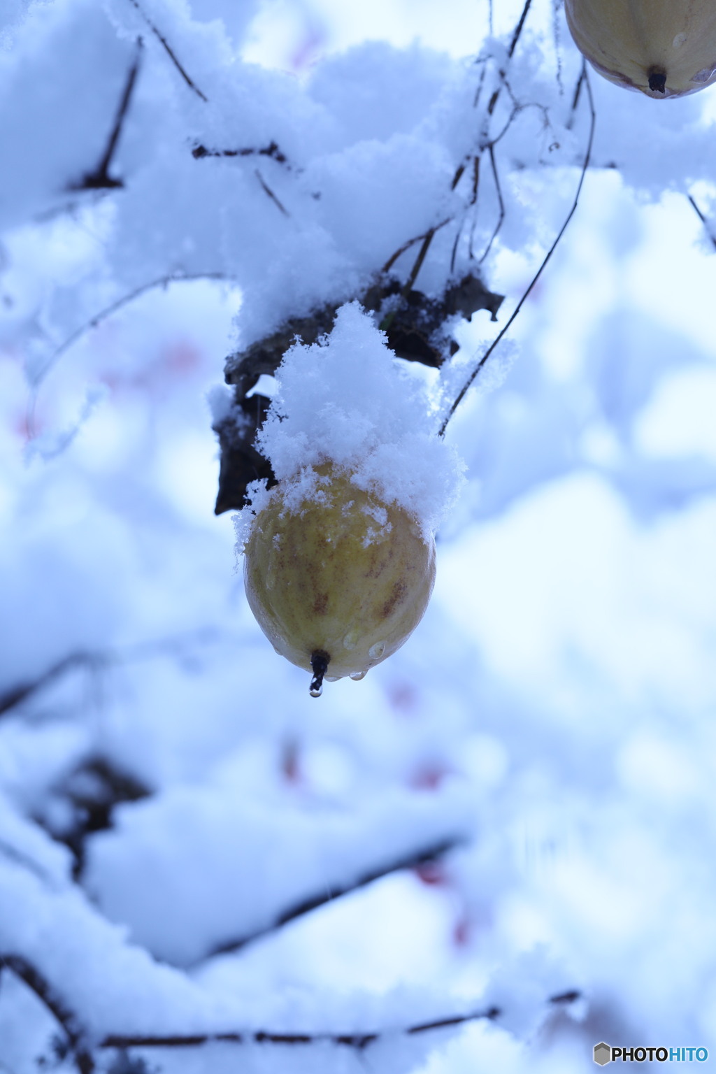 雪やこんこ