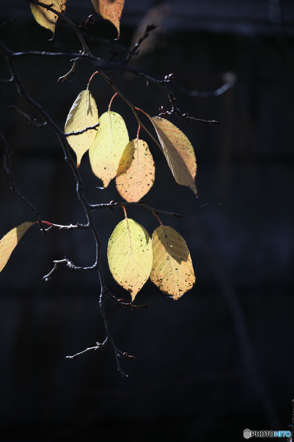 桜紅葉