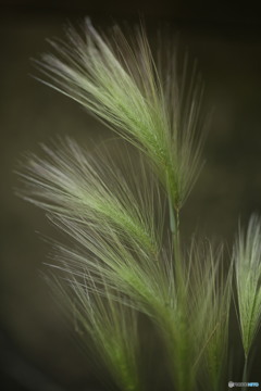 山野草