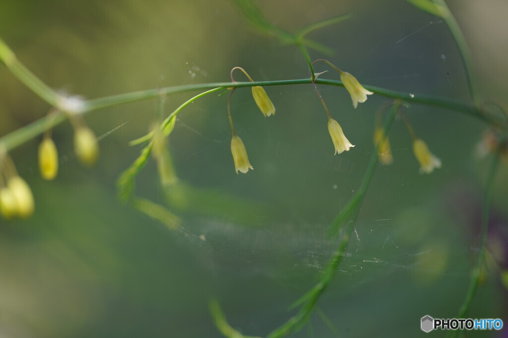 アスパラの花