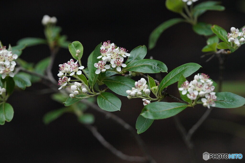 カマツカの花（鉢植え）