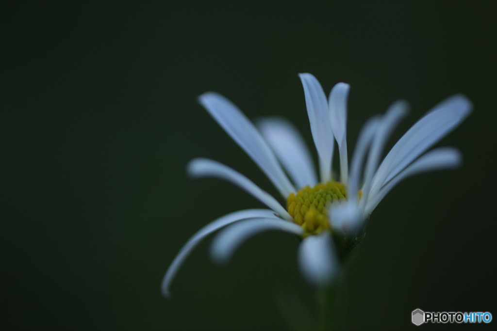 野菊