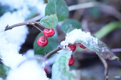 ヤブコウジの実に雪