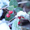 ヤブコウジの実に雪