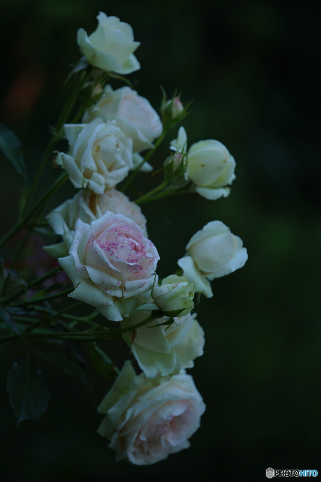 薔薇；ピエール・ド・ロンサール