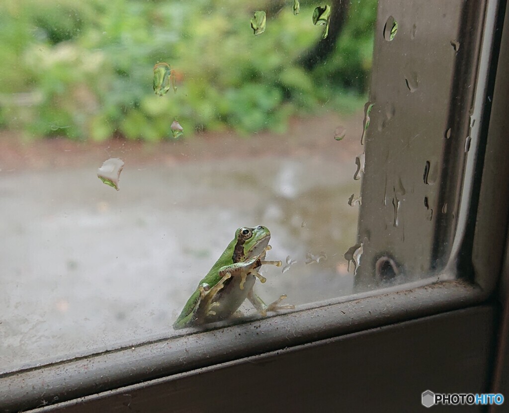 雨の日のカエル